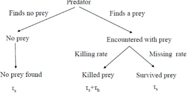 Figure 1. One turn of predation cycle, from starting a search to  starting a next search, can be described by this tree