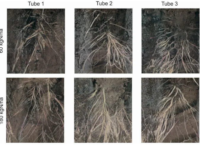 Figure 5. Root images taken on 11 th  July in the two fertilizer treatments. For tube locations see Fig