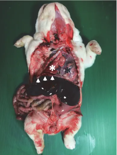 Fig. 1. English bulldog puppy. Necropsy. In the left hemithorax, the pericardial sac is only seen  (black asterisk)