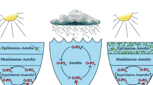 Figure 6.  The cyanobacterial and eukaryotic algal bloom forming process in drinking water reservoir