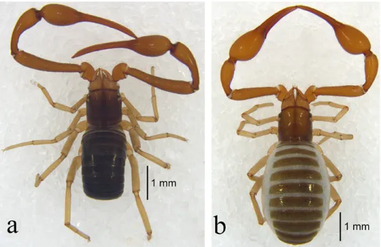 Fig. 1. Stenohya arcuata sp. n.: a = holotype male, habitus, dorsal view; b = paratype female,  habitus, dorsal view