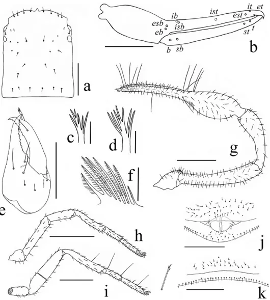 Fig. 2. Stenohya arcuata sp. n., holotype male (a–c, e–j), paratype female (d, k): a = carapace,  dorsal view; b = right chela, lateral view (showing trichobothriotaxy); c = galea; d = galea; 