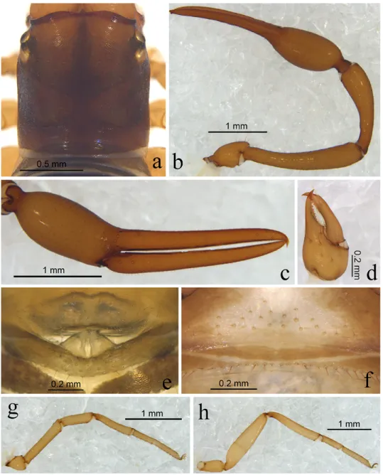 Fig. 3. Stenohya arcuata sp. n., holotype male (a–e, g, h), paratype female (f): a = carapace,  dorsal view; b = right pedipalp, dorsal view; c = right chela, lateral view; d = right chelicera,  dorsal view; e = genital area; f = genital area; g = right le