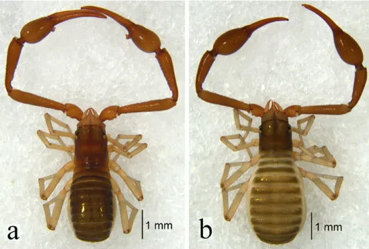 Fig. 4. Stenohya bicornuta sp. n.: a = holotype male, habitus, dorsal view; b = paratype fe- fe-male, habitus, dorsal view