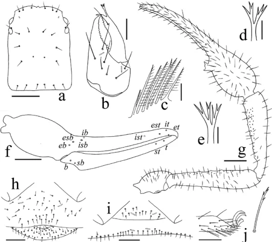 Fig. 5. Stenohya bicornuta sp. n., holotype male (a–d, f–h, j), paratype female (e, i): a = cara- cara-pace, dorsal view; b = right chelicera, dorsal view; c = rallum; d = galea; e = galea; f = right  chela, lateral view, showing trichobothriotaxy; g = rig