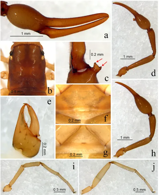 Fig. 6. Stenohya bicornuta sp. n., holotype male (a–f, i, j), paratype female (g, h): a = right  chela, lateral view; b = carapace, dorsal view; c = right chelal hand and the base of movable  finger, ventral view (showing the chelal hand projection); d = r