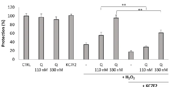 Figure 6. Inhibition of HIF1A translation abolished the cytoprotective activity of Q134R
