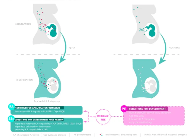 FIGURE 1 | Microchimerism throughout generations and risk of pre-eclampsia, RA and SSc development