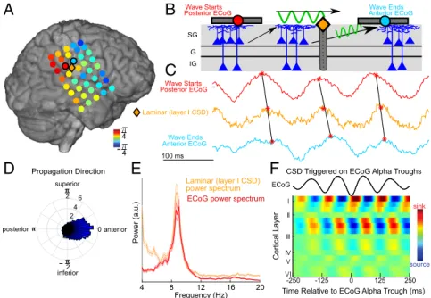 Fig. 8. Simultaneous ECoG – laminar recordings reveal traveling alpha waves which propagate through supragranular cortex