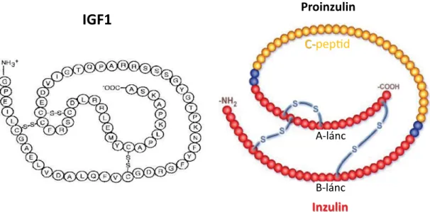 1. ábra Az IGF1 és a proinzulin/inzulin molekuláris szerkezete. Az IGF1 egyetlen láncban 70 aminosavból áll, strukturális homológia (&gt;60%) a proinzulin- proinzulin-nal