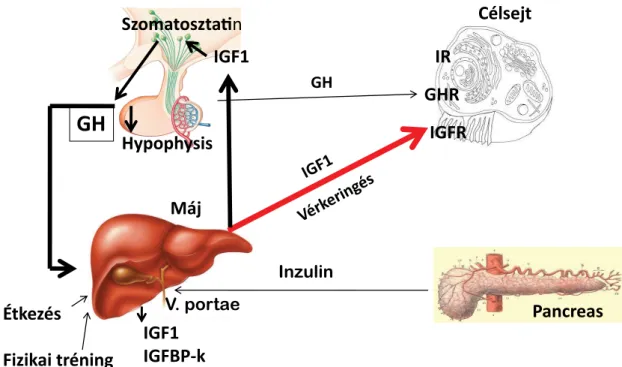 2. ábra Az IGF1-szintézis. Az IGF1 főként a májban termelődik GH és inzulin hatására. Az IGF1 negatív visszacsatolás útján gátolja a GH szekrécióját GH = növekedési hormon; GHR = GH-receptor; IGF1 = inzulinszerű növekedési faktor-1; IGFBP = IGF-kötő fehérj