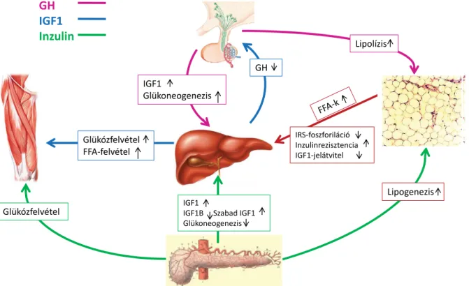 3. ábra A GH–IGF1-tengely és az inzulin szerepe a szénhidrát- és zsíranyagcserében. Az inzulin mellett és annak hatását kiegészítve az IGF1 közvetlenül is  szabályozza a szénhidrát- és a zsíranyagcserét