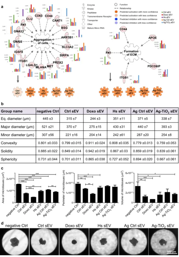 Figure 8.  All sEV groups facilitated microtissue generation. (a) IPA predictions for the regulatory effects of  sEV molecules on the ‘Aggregation of cells’ and the ‘Formation of extracellular matrix’