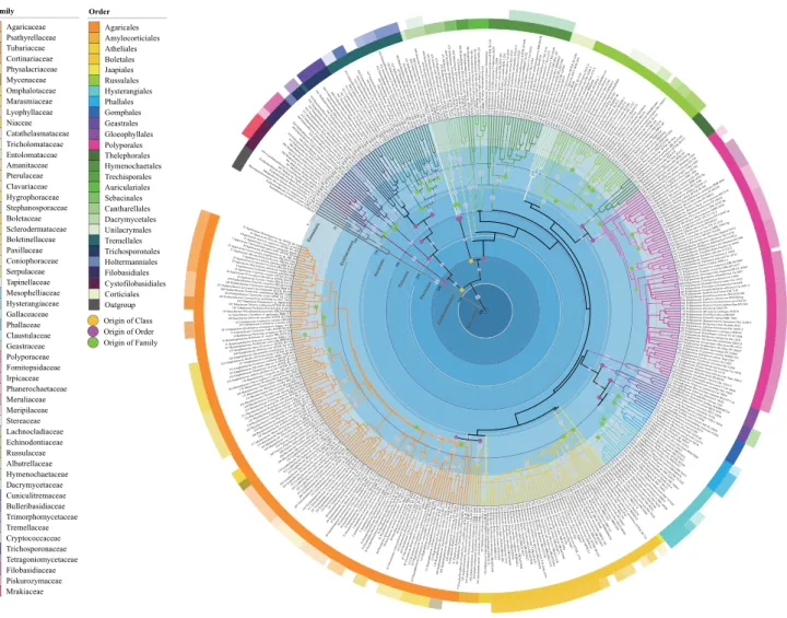 Fig. 2 Maximum Clade Credibility tree of Agaricomycotina based on LSU, SSU, rpb1, rpb2, 5.8 s and ef1 genes with Pucciniomycotina as the outgroup