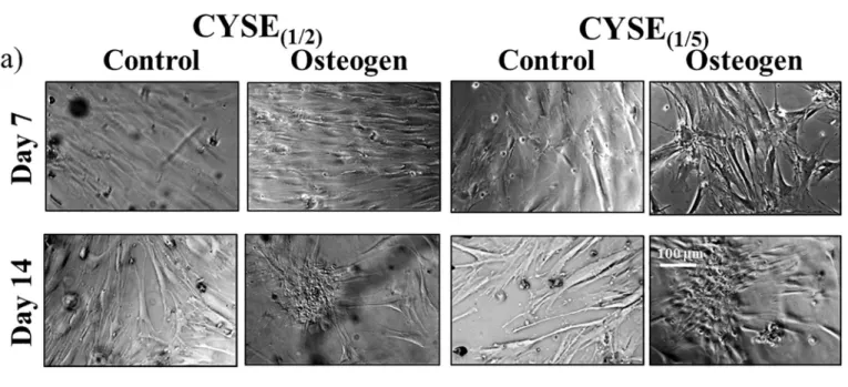 Fig 5. a) Phase-contrast microscopic pictures of osteogenic inducted and control PDL cells on PASP hydrogel disks containing different quantity of thiol groups.