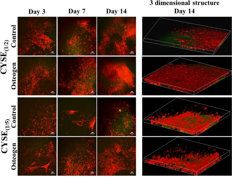 Fig 6. a) Two photon microscopic images of control and osteogenic induced PDLC cultures in long-term experiments at different time points and b) 3 dimensional structure of the cells in the hydrogels after 14 days