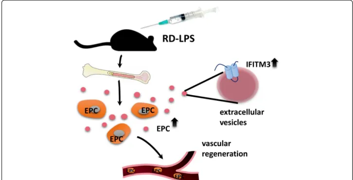 Fig. 4 Overview of RD-LPS-induced release of bone marrow-derived small EVs with IFITM3 cargo