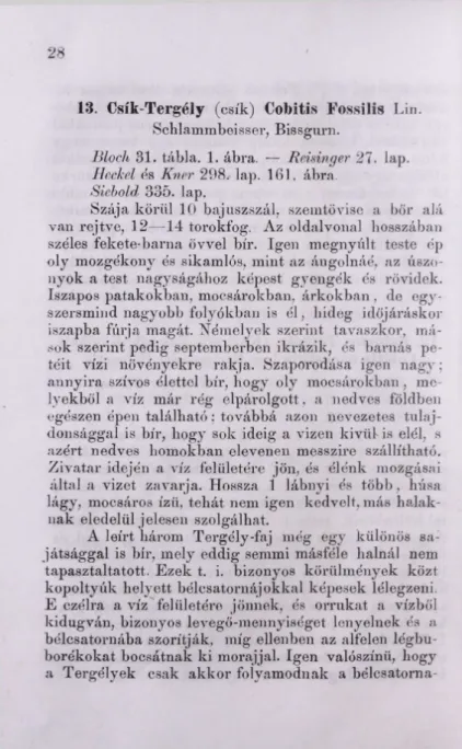 Bloch  31.  tábla.  1. ábra.  —  Reninger  27.  lap.