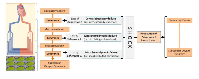 FIGURE 1 | Loss of coherence between the components of hemodynamics - leading to circulatory shock.