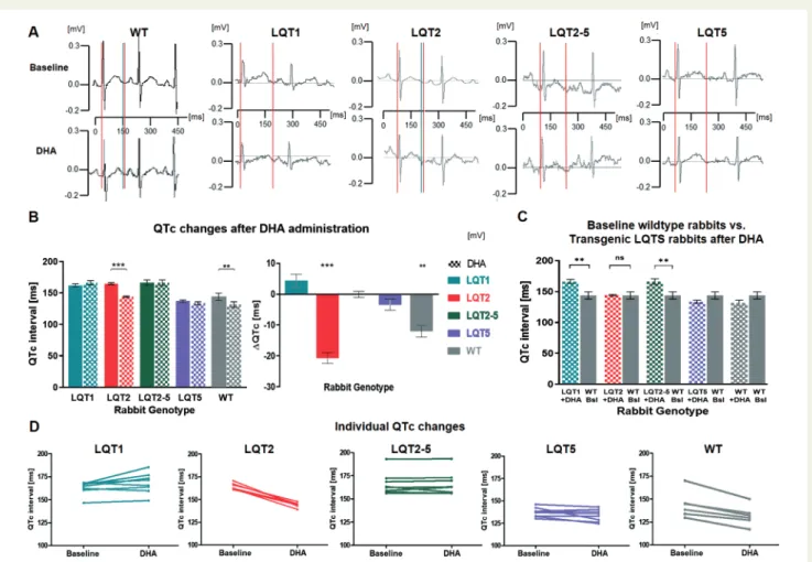 Figure 3 Effects of DHA on QT interval in vivo in telemetric ECGs. (A) Representative examples of telemetric ECGs recorded in WT, LQT1, LQT2, LQT2–5, and LQT5 rabbits before (above) and after (below) administration of DHA