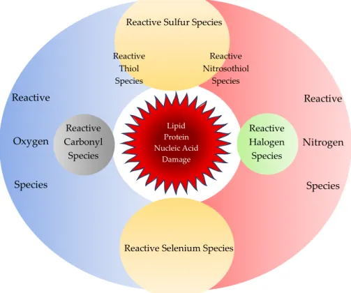 Figure 2. Reactive chemical species. Reactive chemical species comprise of not only reactive oxygen  species and reactive nitrogen species, but also reactive sulfur, carbonyl, halogen, and selenium  species