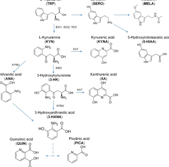 Fig. 1. Simpliﬁed pathways of tryptophan metabolism, indicating the principle enzymes, kynurenine aminotransferase (KAT), indoleamine-2,3-dioxygenase (IDO), tryptophan-2,3-dioxygenase (TDO), kynureninase (KYNU), and kynurenine-3-monooxygenase (KMO).