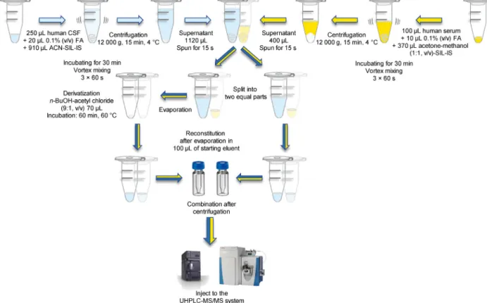 Fig. 2. Flow chart of the sample preparation process of human CSF and serum samples.