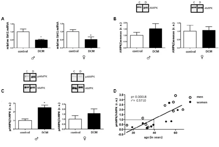 Figure 1. Effects of DCM on Sirt1 expression and AMPK phosphorylation in older patients