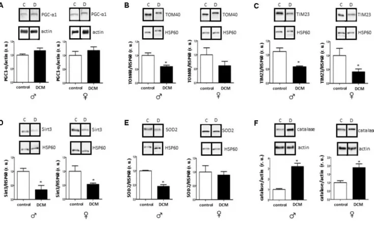 Figure  2.  DCM-related  alterations  in  expression  of  mitochondrial  proteins  and  anti-oxidative  enzymes  in  older  patients