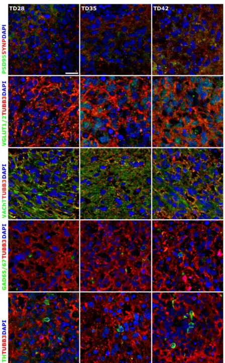 Figure 4.  Immunocytochemical detection of neuronal subtypes in 3D neurospheres. Presence of  synapses was determined with post-synaptic marker PSD95 and synaptic protein Synaptophysin  (SYNP) double staining