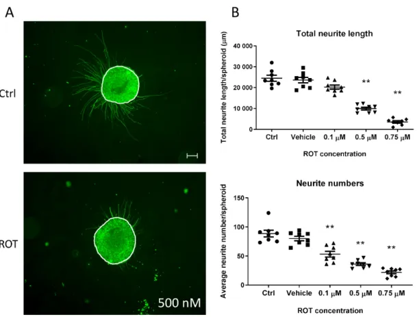 Figure 10. Neurite outgrowth measurement on D21 3D spheroids, exposed for 72 h with ROT