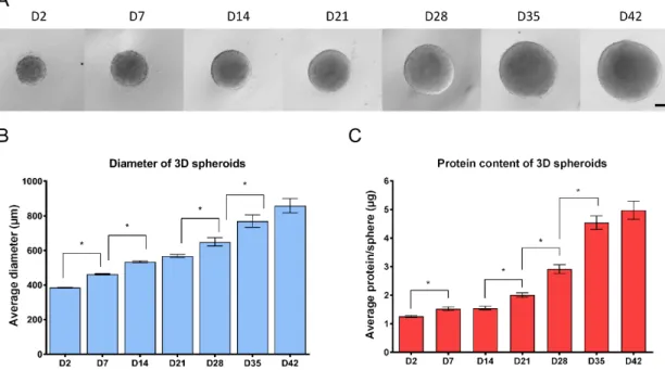 Figure 1.  Growth properties of 3D neurospheres  during the 6 weeks of  differentiation  (A)  Representative microscopic view of 3D spheroids, investigated at weekly intervals (4×, scale bar: 200  µm)