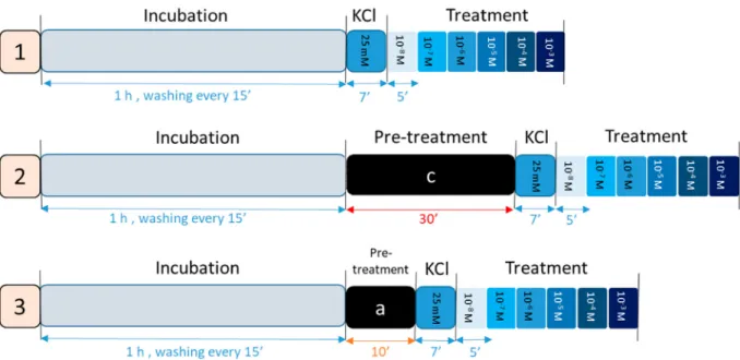 Fig. 1. The isolated organ baths experimental protocol, the 1-h incubation period, 7-min KCl stimulation and cumulative dose treatment from 10 −8 - 10 −3 M in 5-min interval time were the same for all experiments; (1) intact or endometrium removed pregnant