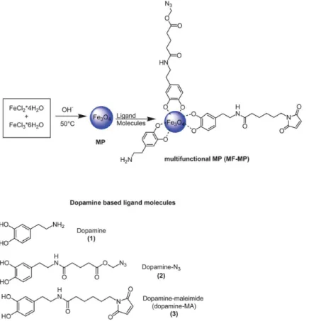 Figure 4. Schematic illustration of the formation of magnetic fluid-multifunctional magnetic  nanoparticles (MF-MPs) based on the use of differently functionalized dopamine derivatives