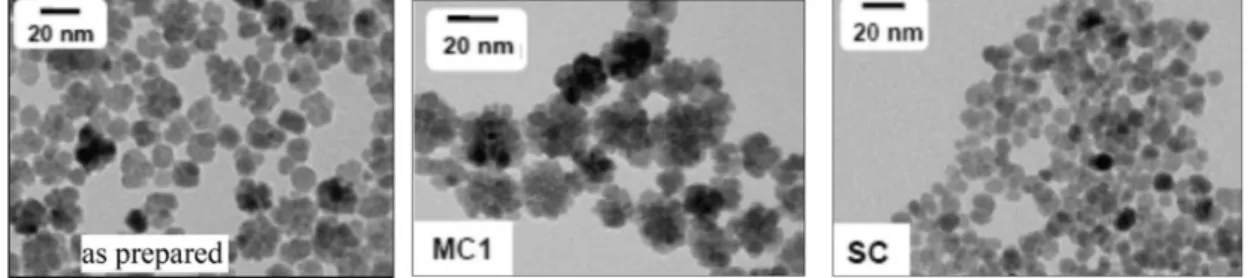Figure 2. TEM images of the polydisperse mixture of iron oxide nanoparticles (IONPs) (as prepared  left side) and its fractions containing multicore (MC1 middle) and single core (SC right side)  nanoparticles