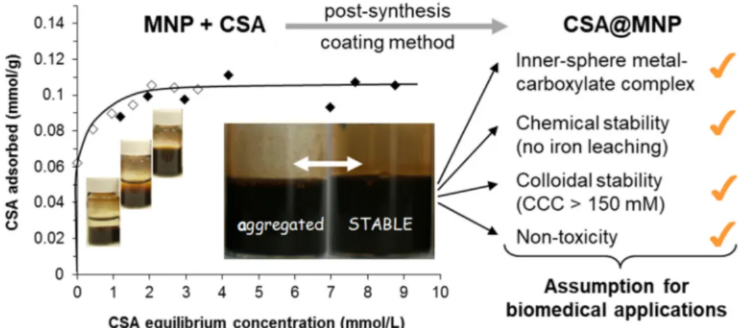 Figure 3. Adsorption isotherm of chondroitin-sulfate-A (CSA) on magnetite nanoparticles (MNP) at  pH ~6.3 in aqueous NaCl solution (left side)
