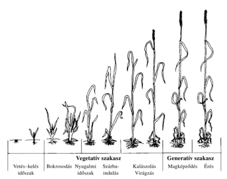 1. ábra Az ôszi búza fontosabb fenofázisai Doorenbos és Kassam (1986) alapján Figure 1