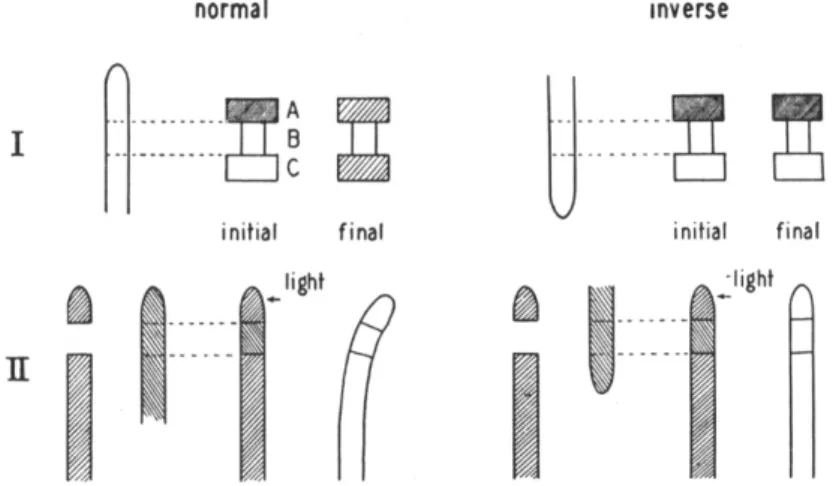 FIG. 5.—I. Diagram of transport experiment. Auxin is transported from agar  block A through coleoptile section B to receiving block C