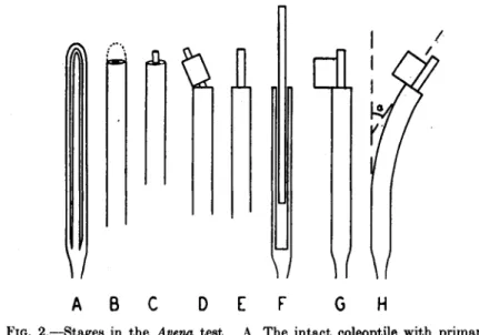 FIG. 2.—Stages in the Avena test. A. The intact coleoptile with primary leaf  within. B