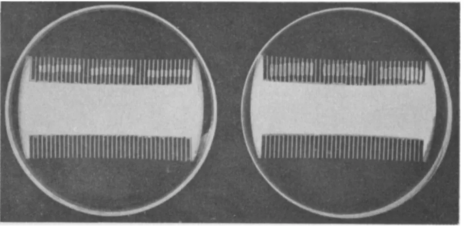FIG. 4.—Sections 3 mm. long cut from coleoptiles, mounted on combs and immersed  in solutions in petri dishes, photographed after 90 hours