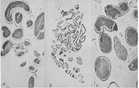 FIG. 4.—Accessory sex glands of female Leucophaea maderae. (a) Normal control  in state of active secretion, (b) Glands of female allatectomized shortly after  emer-gence, killed six weeks later