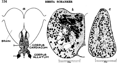 FIG. 6.—Leucophaea maderae. (a) Topography of corpora cardiaca and allata. 