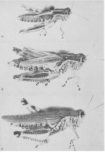 FIG. 2.—(a) Normal sixth instar nymph of Melanoplus differ entialis. (b) Nymph- Nymph-oid female obtained by implantation of corpora allata