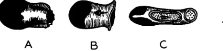 FIG. 2.—The sinus glands in the eyestalks of A, Palaemonetes, B, Crago, and C, Uca,  as seen from the dorsal view
