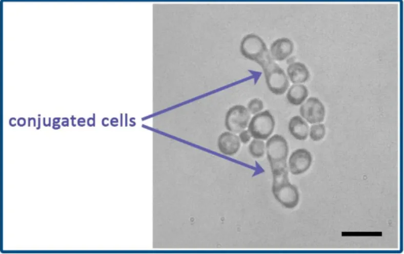 Figure 2. Conjugated cells 