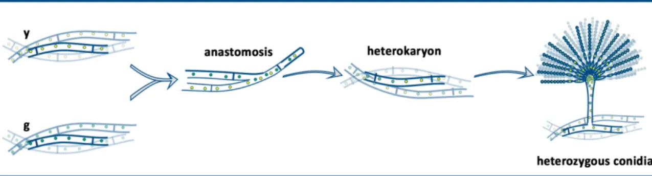 Figure 1. Formation of heterokaryotic mycelia and heterozygous conidia.  