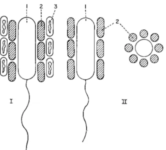 Fig. 4. Schematic structure of the consortium Pelochromatium roseo-viride (I) and P. 