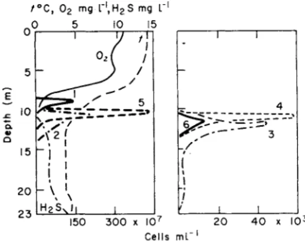 Fig. 1. Water chemistry and vertical distribution of Metallogenium (1), Rhodothece  conspicua (2), Pelochromatium roseum (3), Pelodictyon luteolum (4), Oscillatoria prolifica (5),  Pelochromatium roseo-viride (6), in Lake Kononier, 10 September 1970