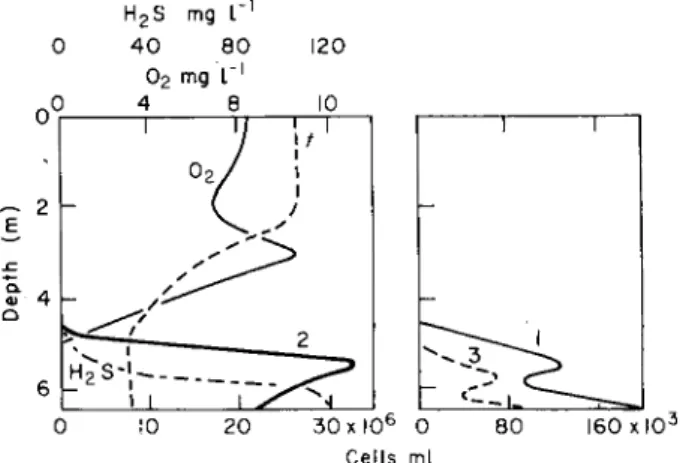Fig. 2. Water chemistry and vertical distribution of photosynthesizing bacteria in Lake  Repnoje