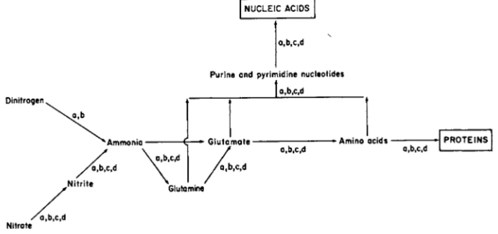 Fig. 1. Principal routes of assimilation of inorganic nitrogen in microorganisms. 